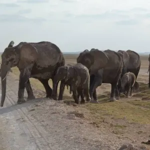 Explore 12-Days Best Kenya Wildlife Safari :  Samburu, Sweetwaters, Aberdare, Nakuru, Masai Mara, Naivasha, Amboseli & Tsavo West National Parks for 12 days with Gracepatt Ecotours Kenya and discover unforgettable experiences - Photo 9
