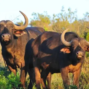 Explore 9-Day Kenya Wildlife Safari Experience for 9 days with Gracepatt Ecotours Kenya and discover unforgettable experiences - Photo 10