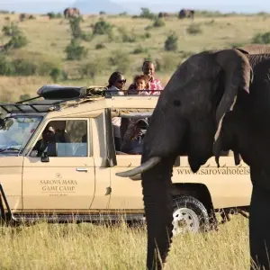 Explore 12-Days Best Kenya Wildlife Safari :  Samburu, Sweetwaters, Aberdare, Nakuru, Masai Mara, Naivasha, Amboseli & Tsavo West National Parks for 12 days with Gracepatt Ecotours Kenya and discover unforgettable experiences - Photo 11