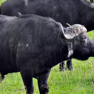 Explore 3-Days Aberdares & Sweetwaters Ol Pejeta Chimpanzee Sanctuary Private Safari for 3 days with Gracepatt Ecotours Kenya and discover unforgettable experiences - Photo 2