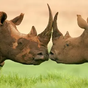 Explore 3-Days Aberdares & Sweetwaters Ol Pejeta Chimpanzee Sanctuary Private Safari for 3 days with Gracepatt Ecotours Kenya and discover unforgettable experiences - Photo 4