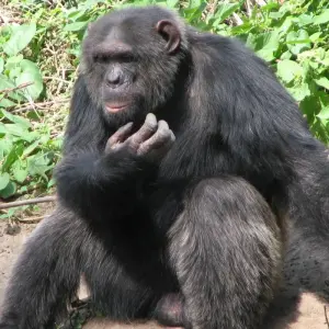 Explore 3-Days Aberdares & Sweetwaters Ol Pejeta Chimpanzee Sanctuary Private Safari for 3 days with Gracepatt Ecotours Kenya and discover unforgettable experiences - Photo 5