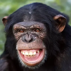 Explore 3-Days Aberdares & Sweetwaters Ol Pejeta Chimpanzee Sanctuary Private Safari for 3 days with Gracepatt Ecotours Kenya and discover unforgettable experiences - Photo 6