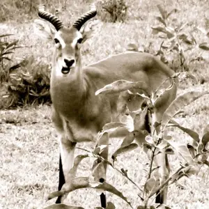 Explore 3 Day Guided Tour to Mole National Park Ghana Africa for 3 days with Grassroot Tours Ghana and discover unforgettable experiences - Photo 2