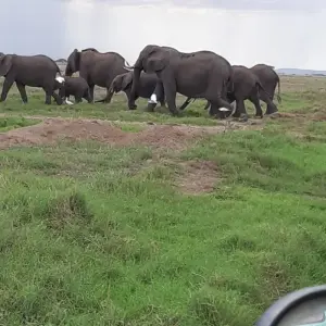 Explore 14 Days Best of Kenya Wildlife Private Luxury Safari for 14 days with Gracepatt Ecotours Kenya and discover unforgettable experiences - Photo 5