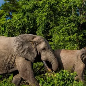 Explore 3 Day Guided Tour to Mole National Park Ghana Africa for 3 days with Grassroot Tours Ghana and discover unforgettable experiences - Photo 6