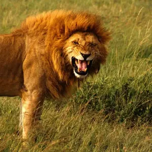 Explore 7-Day Best of Tanzania -The Famous Serengeti National Park for 7 days with Gracepatt Ecotours Kenya and discover unforgettable experiences - Photo 10