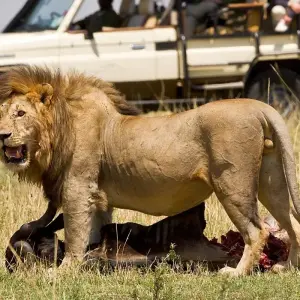 Explore 5Days Tanzania Budget Camping Safari :  Lake Manyara, Serengeti And Ngorongoro Crater from Arusha for 5 days with Gracepatt Ecotours Kenya and discover unforgettable experiences - Photo 7