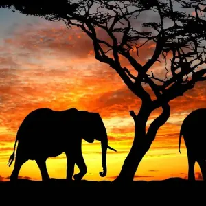 Explore 16 Days Kenya, Tanzania Elephant Country & Big Cats Luxury Safari for 16 days with Gracepatt Ecotours Kenya and discover unforgettable experiences - Photo 7