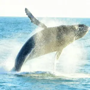 Explore Hidden Gems of Costa Rica for 15 days with Green World Adventures and discover unforgettable experiences - Photo 2