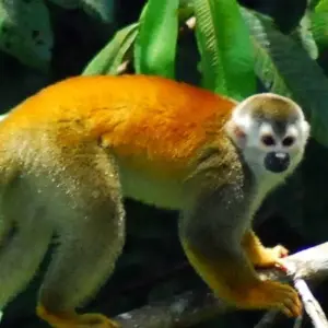 Explore Costa Rica Family Vacations for 6 days with Green World Adventures and discover unforgettable experiences - Photo 3