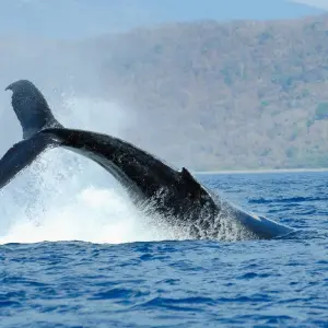 Explore Hidden Gems of Costa Rica for 15 days with Green World Adventures and discover unforgettable experiences - Photo 5