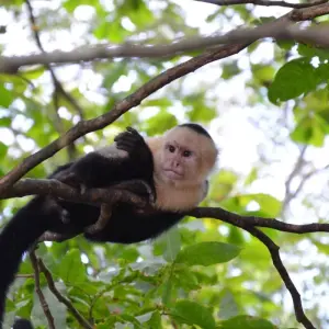 Explore Arenal Volcano & Monteverde Cloud Forest Costa Rica, the perfect combination for 5 days with Green World Adventures and discover unforgettable experiences - Photo 3