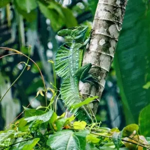 Explore Tortuguero: A natural paradise in Costa Rica for 3 days with Green World Adventures and discover unforgettable experiences - Photo 4