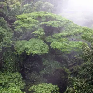 Explore Arenal Volcano & Monteverde Cloud Forest Costa Rica, the perfect combination for 5 days with Green World Adventures and discover unforgettable experiences - Photo 5