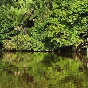 Explore Tortuguero: A natural paradise in Costa Rica for 3 days with Green World Adventures and discover unforgettable experiences - Photo 6