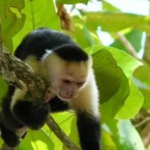 Explore The Best of Costa Rica (From Caribbean Coast to Pacific Side) for 13 days with Green World Adventures and discover unforgettable experiences - Photo 8