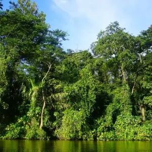 Explore Tortuguero: A natural paradise in Costa Rica for 3 days with Green World Adventures and discover unforgettable experiences - Photo 8