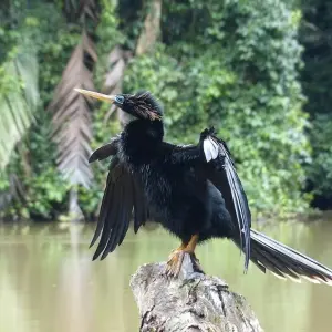 Explore Tortuguero: A natural paradise in Costa Rica for 3 days with Green World Adventures and discover unforgettable experiences - Photo 9