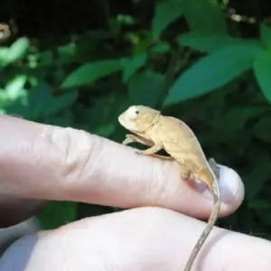 Explore The Vanilla of Madagascar for 15 days with Green Island Discovery and discover unforgettable experiences - Photo 4