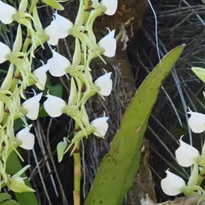 Explore Madagascar splendid East journey for 7 days with Green Island Discovery and discover unforgettable experiences - Photo 4