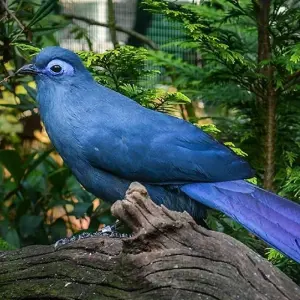 Explore Pangalanes  Channel extraordinary journey for 14 days with Green Island Discovery and discover unforgettable experiences - Photo 7