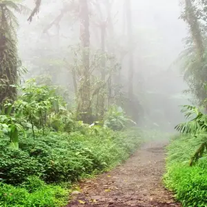 Explore Arenal Volcano & Monteverde Cloud Forest Costa Rica, the perfect combination for 5 days with Green World Adventures and discover unforgettable experiences - Photo 11