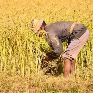 Explore A day of cultural and ecotourism discovery in Antananarivo for 1 days with Green Island Discovery and discover unforgettable experiences - Photo 4