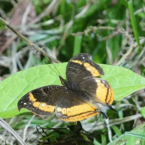 Explore The Vanilla of Madagascar for 15 days with Green Island Discovery and discover unforgettable experiences - Photo 6