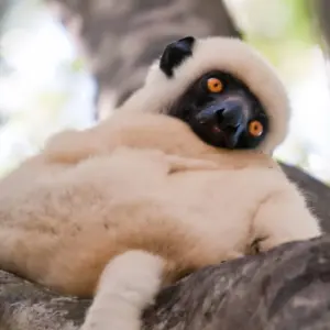 Explore Madagascar splendid East journey for 7 days with Green Island Discovery and discover unforgettable experiences - Photo 6