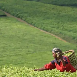 Explore Admire lemurs on the RN7 for 12 days with Green Island Discovery and discover unforgettable experiences - Photo 7