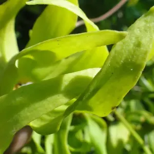 Explore Getaway Far North to the Archipelago Heart for 21 days with Green Island Discovery and discover unforgettable experiences - Photo 6