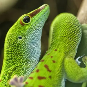 Explore Madagascar splendid East journey for 7 days with Green Island Discovery and discover unforgettable experiences - Photo 8