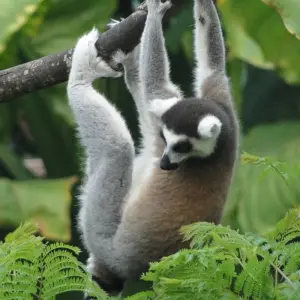Explore Admire lemurs on the RN7 for 12 days with Green Island Discovery and discover unforgettable experiences - Photo 8