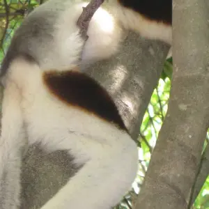 Explore The Eastern Madagascar wonder for 9 days with Green Island Discovery and discover unforgettable experiences - Photo 6