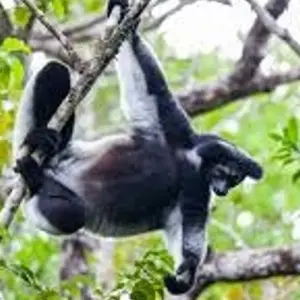 Explore Madagascar Eastern treasure for 11 days with Green Island Discovery and discover unforgettable experiences - Photo 10