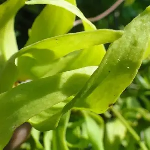 Explore The Vanilla of Madagascar for 15 days with Green Island Discovery and discover unforgettable experiences - Photo 9