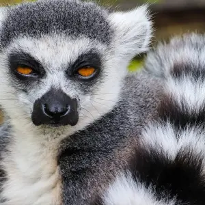 Explore Madagascar splendid East journey for 7 days with Green Island Discovery and discover unforgettable experiences - Photo 9