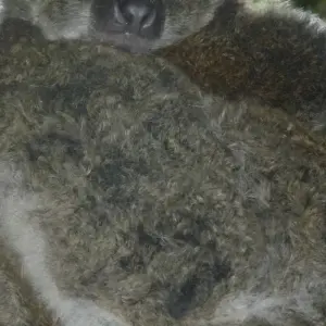 Explore The Eastern Madagascar wonder for 9 days with Green Island Discovery and discover unforgettable experiences - Photo 7