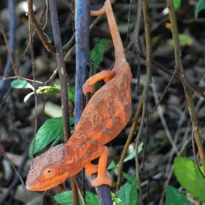 Explore Madagascar North West paradise for 12 days with Green Island Discovery and discover unforgettable experiences - Photo 3