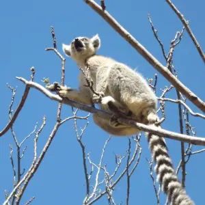 Explore Admire lemurs on the RN7 for 12 days with Green Island Discovery and discover unforgettable experiences - Photo 11