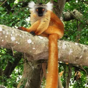 Explore Madagascar North West paradise for 12 days with Green Island Discovery and discover unforgettable experiences - Photo 6