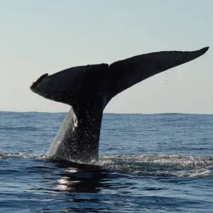 Explore Ideal trip between land and sea for 14 days with Green Island Discovery and discover unforgettable experiences - Photo 2