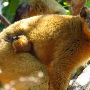 Explore Madagascar North West paradise for 12 days with Green Island Discovery and discover unforgettable experiences - Photo 7