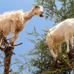 Explore 15 Days Grand Morocco Tour for 15 days with Guided Morocco Tours and discover unforgettable experiences - Photo 5