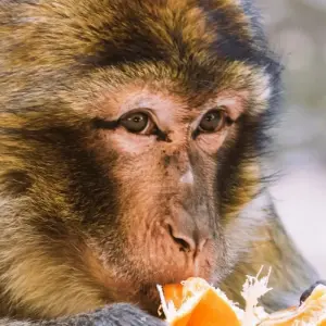 Explore 3 Days Sahara Desert Tour from Marrakech to Fes for 3 days with Guided Morocco Tours and discover unforgettable experiences - Photo 7