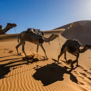 Explore 3 Days Sahara Desert Tour from Marrakech to Fes for 3 days with Guided Morocco Tours and discover unforgettable experiences - Photo 8
