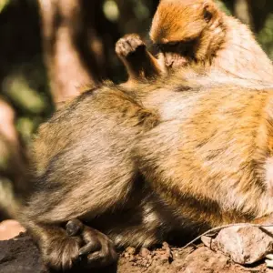 Explore 11 Days Tour from Tangier to Casablanca for 11 days with Guided Morocco Tours and discover unforgettable experiences - Photo 5