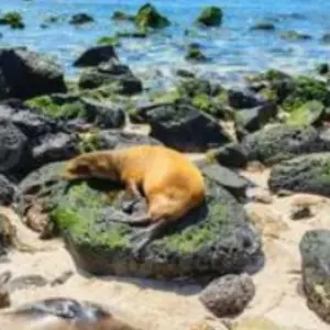 Explore Galapagos complete adventure 3 islands - 10 days for 10 days with Gulliver Expeditions and discover unforgettable experiences - Photo 7