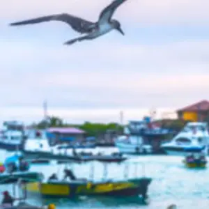 Explore Ecuador complete experience Highlands, Amazon & Galapagos - 15 days for 15 days with Gulliver Expeditions and discover unforgettable experiences - Photo 10